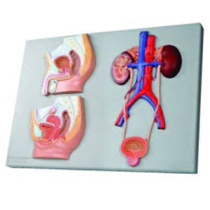 Median Section of Male and Femal Urinary Tracts